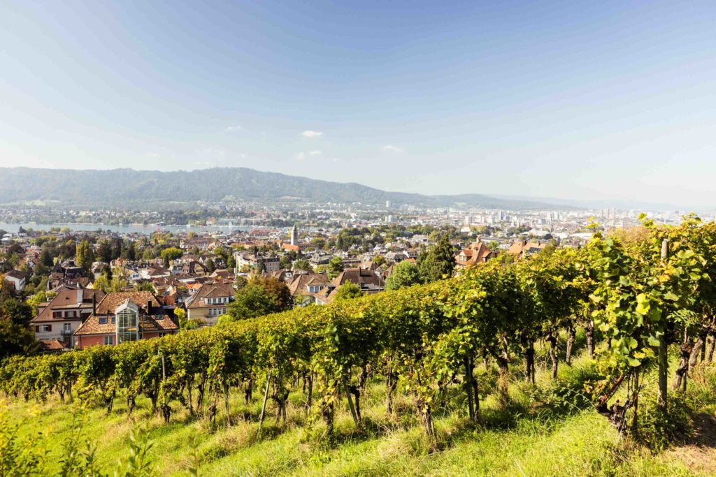 Rebberge